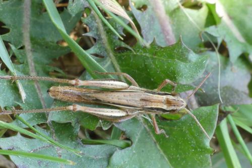 Euchorthippus declivus